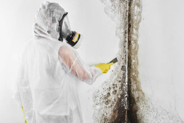 Best Attic Mold Remediation in Wyoming, PA