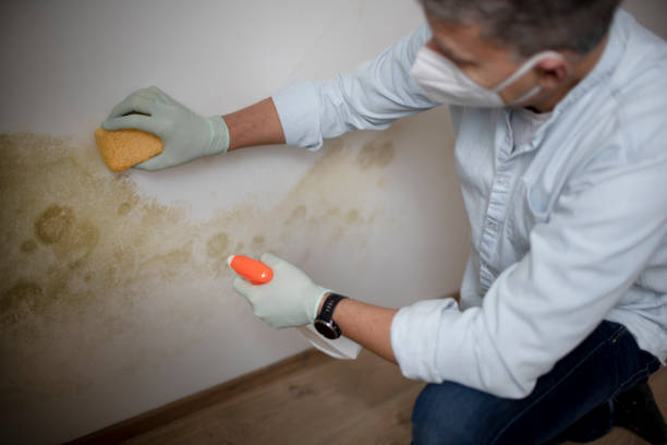 Best Bathroom Mold Remediation in Wyoming, PA