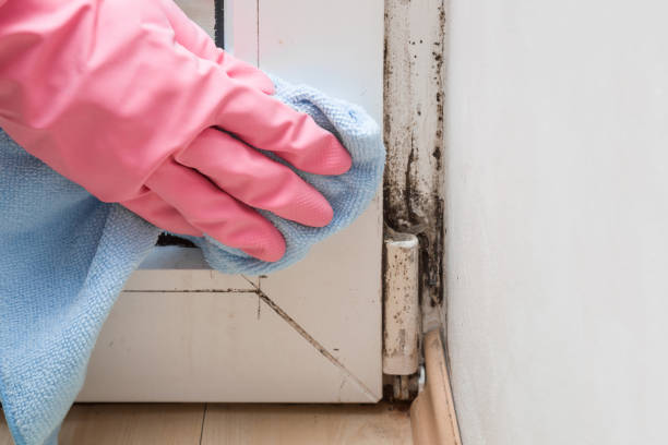 Wyoming, PA Mold Remediation Company